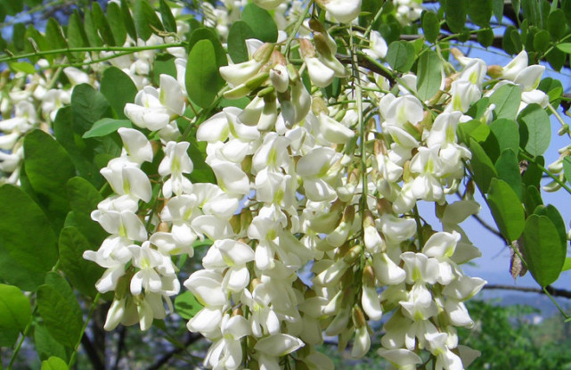 树上一种白色野花,摘了它能当"野菜"吃,药食兼备价值珍贵