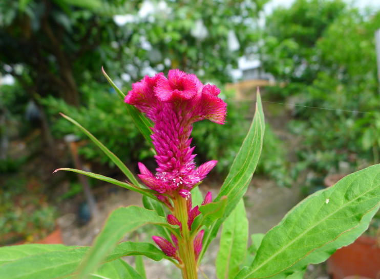 农村这个野花,不要小看它,不仅是上好的野菜,还是民间治病良药