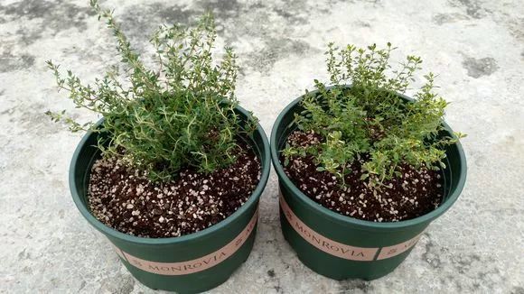 人称"地椒草",好养易爆盆,能吃能驱蚊,其实是香草!