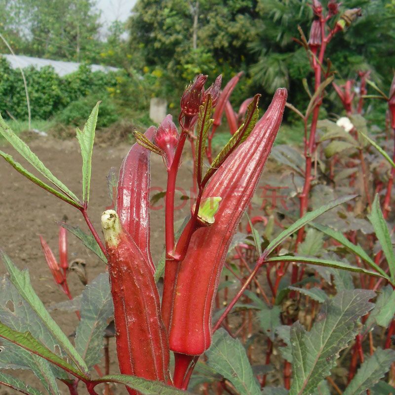 农村的"红秋葵",市场价卖到20一斤,易种植亩产量还高-看点快报