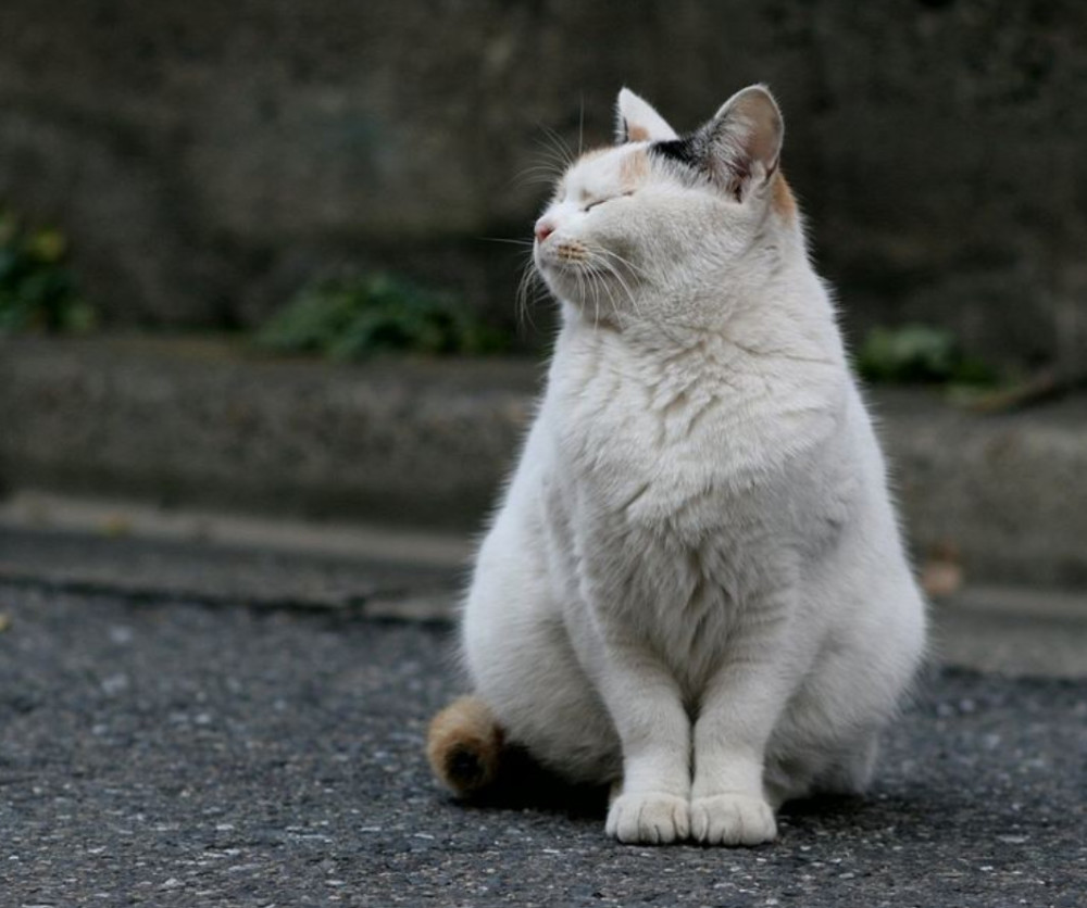 流浪橘猫总守着下水道,怎么劝都不离开,它的秘密让好心人泪如雨