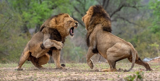 非洲前五的陆地食肉兽,平头哥竟然落选?