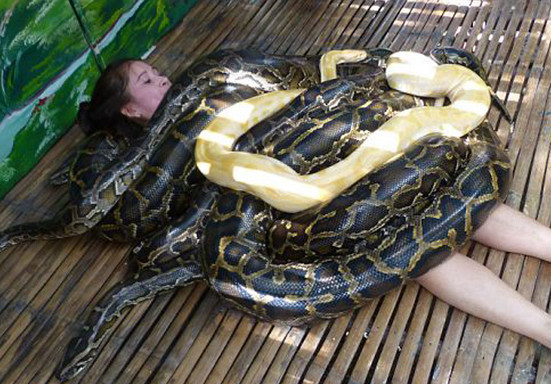 菲动物园推出蟒蛇按摩活动,为了防止吃人,事前必须这样做