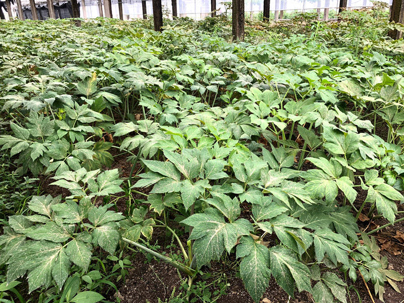 人称"长寿草",茎里藏"黄金",凉拌炒茶皆可,还能降"三高"