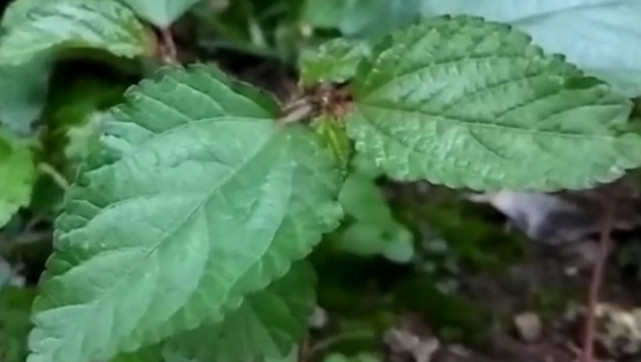 还具偶遇一定的工业价值,甜麻是可以用来造布料的,毕竟它也叫做假黄麻