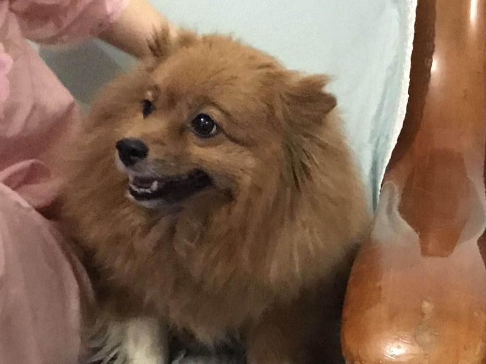 石家庄友谊北大街丽都河畔小区寻找黄色博美串