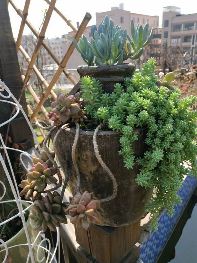 邻居捡破烂养花全家反对种了花后大家都笑了