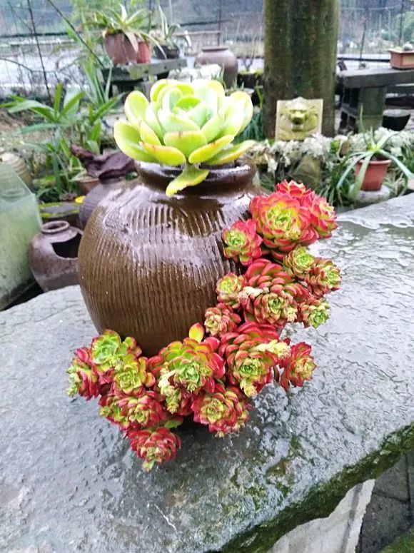 邻居捡破烂养花全家反对种了花后大家都笑了