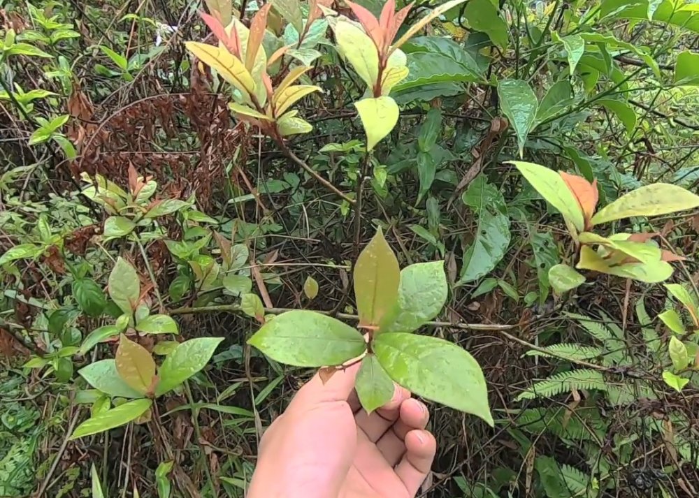 野外偶遇叶子像是葫芦的牛奶树,都说这品种最好,你家乡有没有