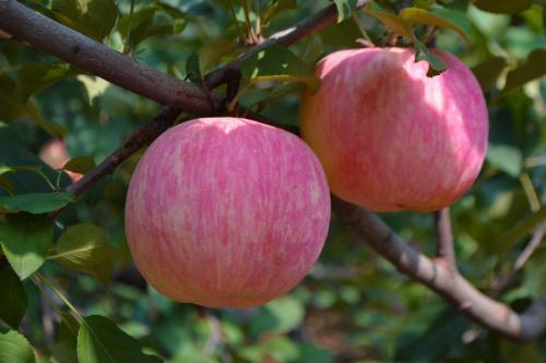 有机苹果市场前景好,但是果园遇上病虫害该怎么办