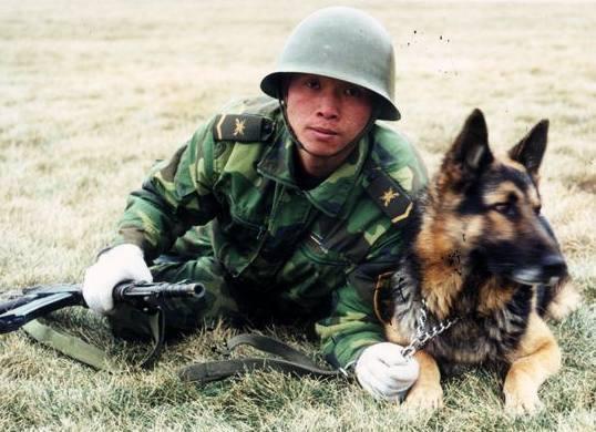 世界第一军犬,立功无数,去世时浑身挂满了奖章军衔!