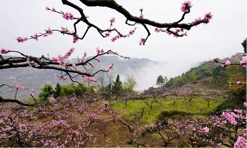 春意正濃,桃花已開!快來龍泉驛染一身花香回家