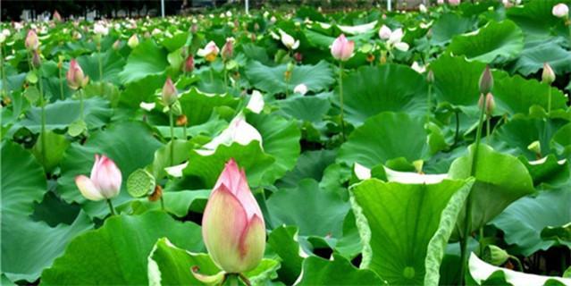 6首感叹时光流逝古诗词,世人若被明日累,春去