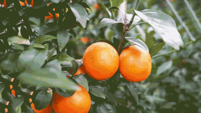 八旬网红老奶奶山上种柑橘,明星们都在为它打call