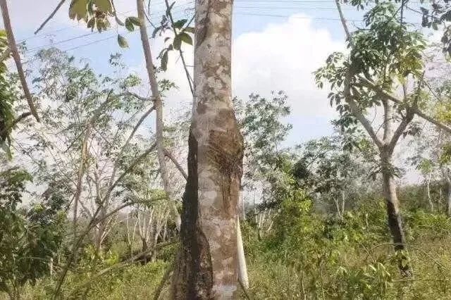 沉香|国产沉香的一些种类