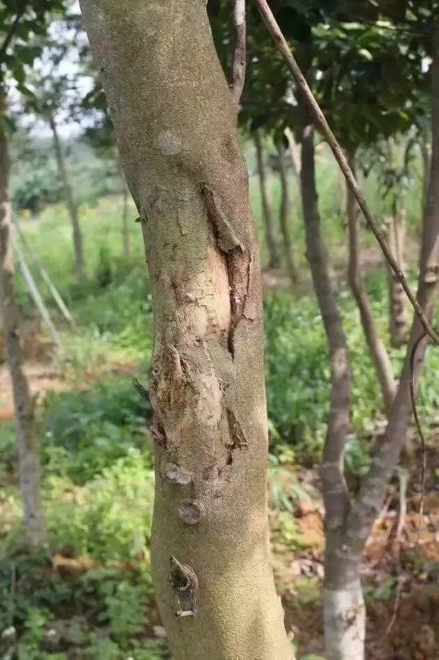 沉香|国产沉香的一些种类