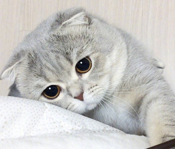 一只自带忧郁气质的英短猫,这委屈巴巴的眼神,谁能顶得住啊