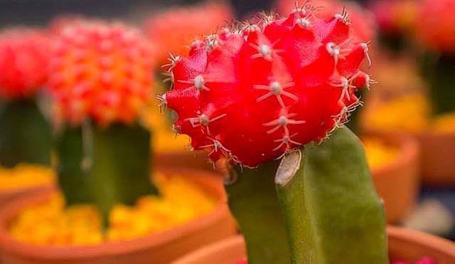 腾讯内容开放平台