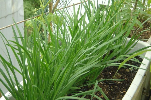 韭菜怎麼種韭菜的種植方法和管理技巧