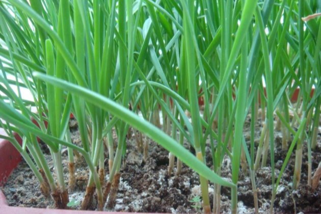 韭菜养殖方法 韭菜养殖方法和注意事项视频