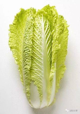 白菜的功效:清热除烦,通利肠胃,利尿,附使用方法介绍