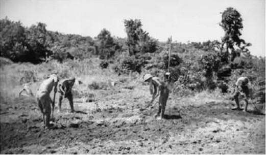 二战一支14万人的日军开荒种田，自力更生，后来竟向3千人投降