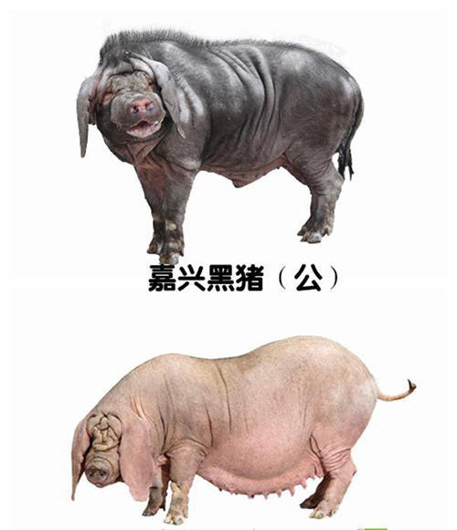 古代的猪都长啥样？“古巨猪”犹如推土机，看到嘉兴的猪笑喷了！