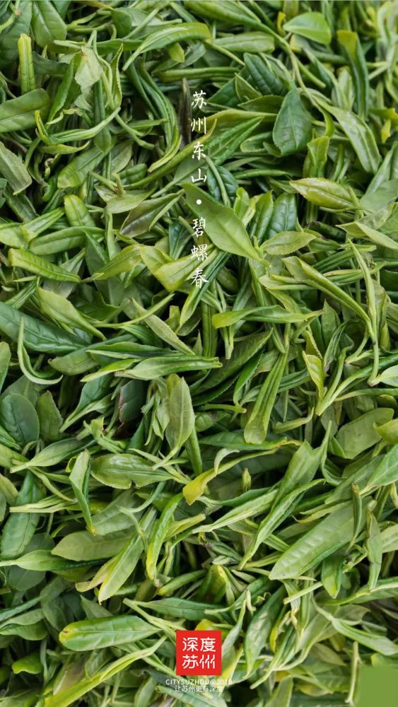 一座东山,几代碧螺春茶农