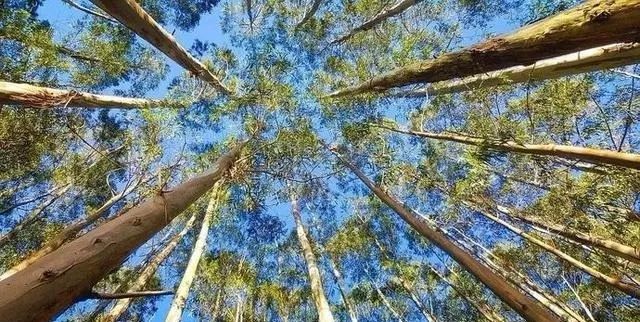 生长速度最快的树,我国引进用来造纸,现如今"无处安放"