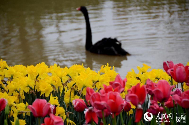 高清圖:鬱金香花開正豔 遊人享受春天的斑斕色彩