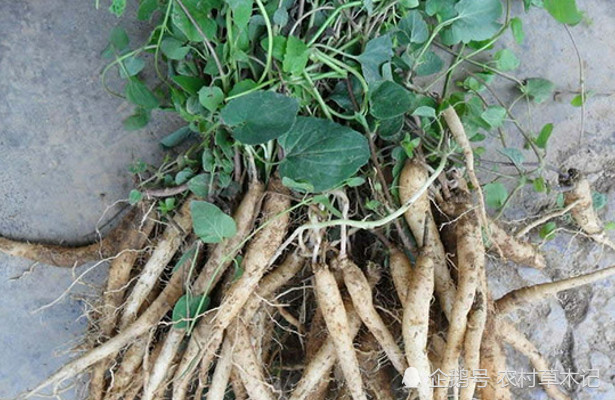 它就是"狮头参",答应我,农村见到,别摘去喂兔子