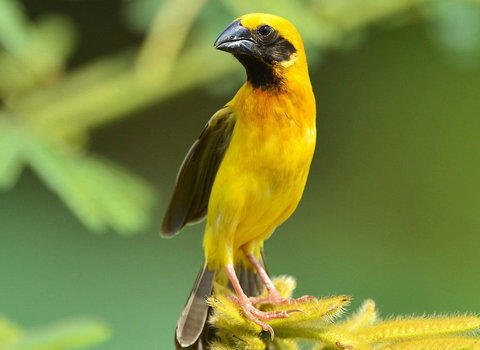 韩国为什么会被称作为全球经济的金丝雀