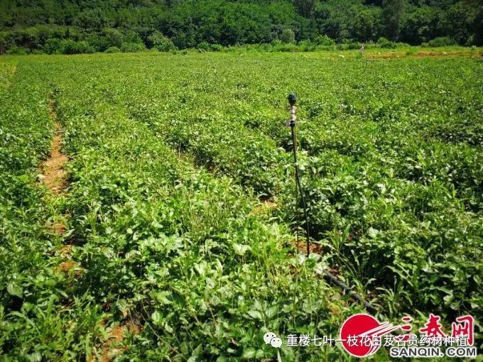 把稀缺的名贵中药材种到田地里,让土地