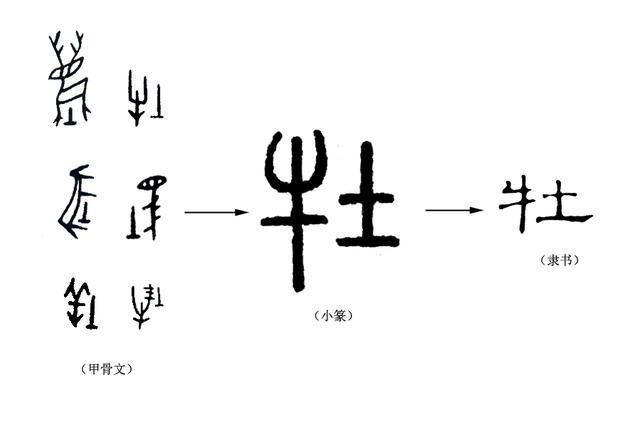 (牡的字形演變)