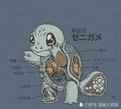 谁见过神奇宝贝身体解剖图 终于知道蒜头王八两根鞭子装哪里了