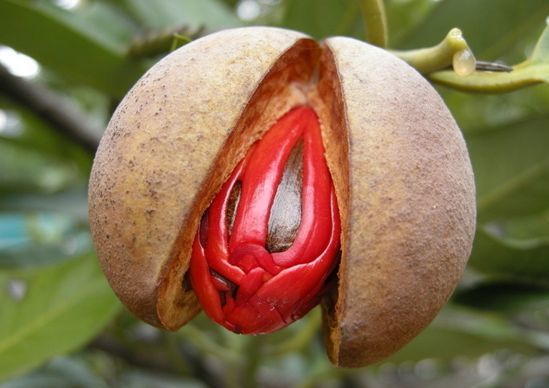 诗人杜牧创造了豆蔻年华这个词,也暴露了自己是个老司机