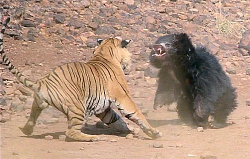 黑熊遭遇老虎锁喉,暴起反击,竟然吓走丛林之王