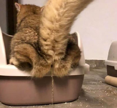 家中常闻到一股尿骚味,偶然看到猫咪的行为,主人三观都崩塌了