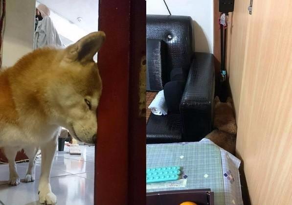 十三岁柴犬年老痴呆经常将自己卡在空气墙里