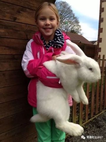 巨型兔子，看起来有点吓人，你敢吃吗?