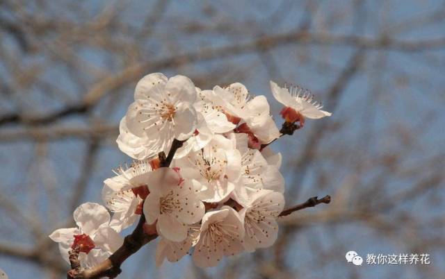 中国国花是什么花 花友们都知道吗 结果有点吃惊 腾讯新闻