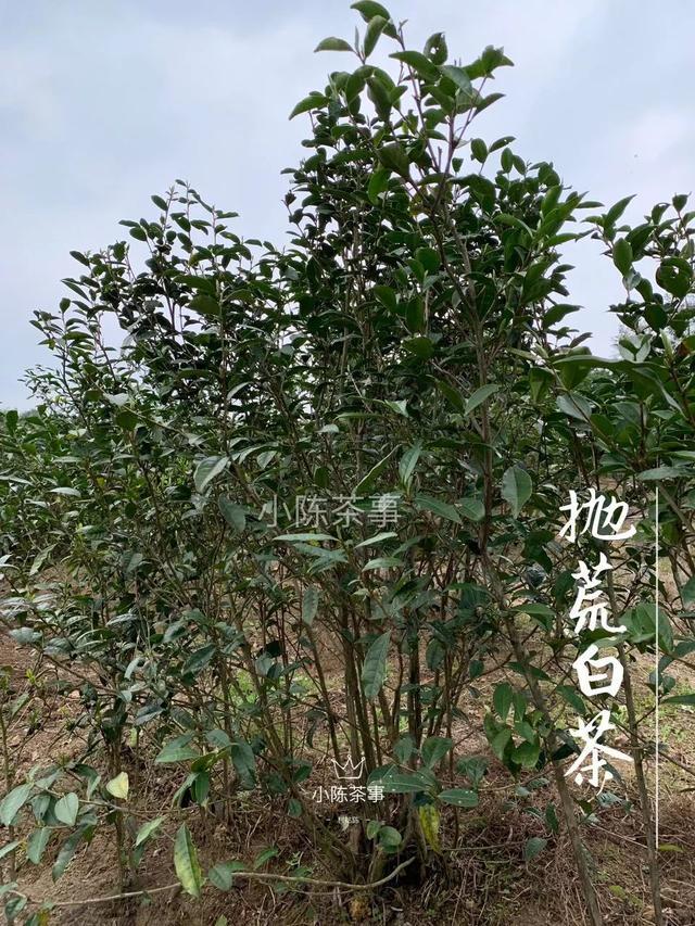 白毫银针,白茶,春茶