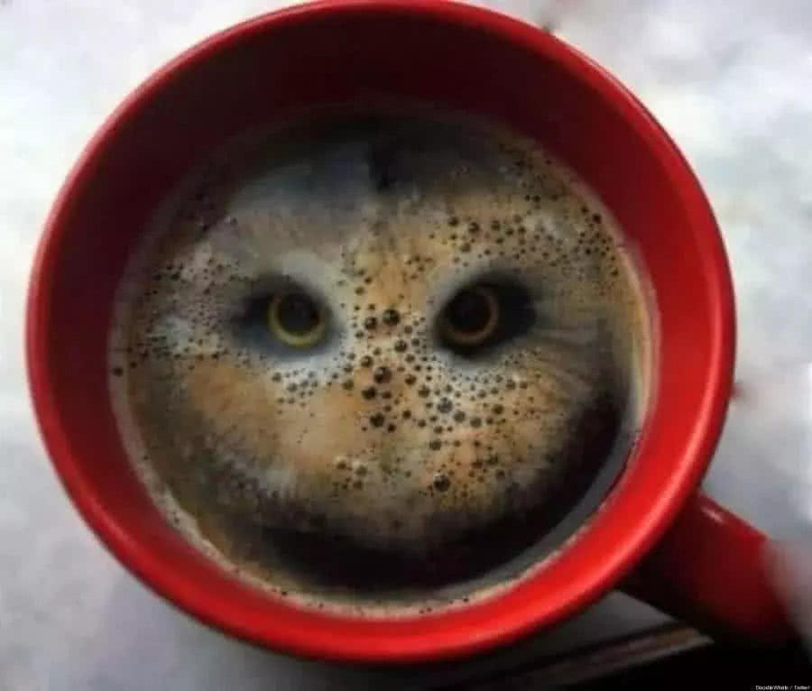 5张让你产生幻觉的错觉图:杯子里的"猫头鹰",网友:我瞎了?