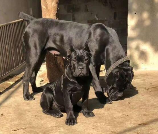 春季卡斯罗犬掉毛厉害吗卡斯罗掉毛的原因及防范方法 腾讯新闻
