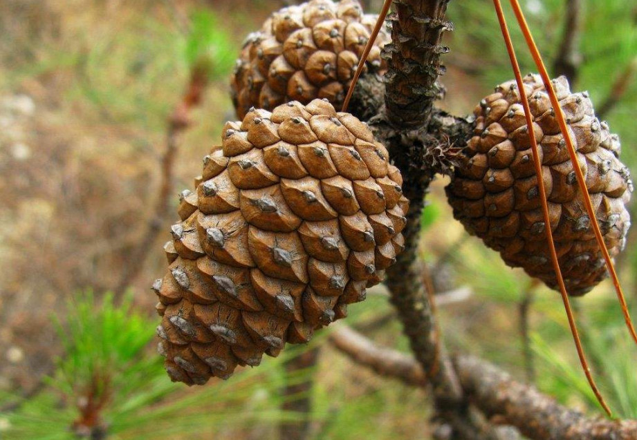 农村这种野果子,人们拿来当柴烧,殊不知它的宝贵之处!