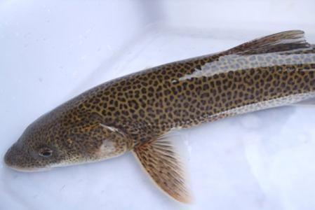 为何很多人都说少吃无鳞鱼呢