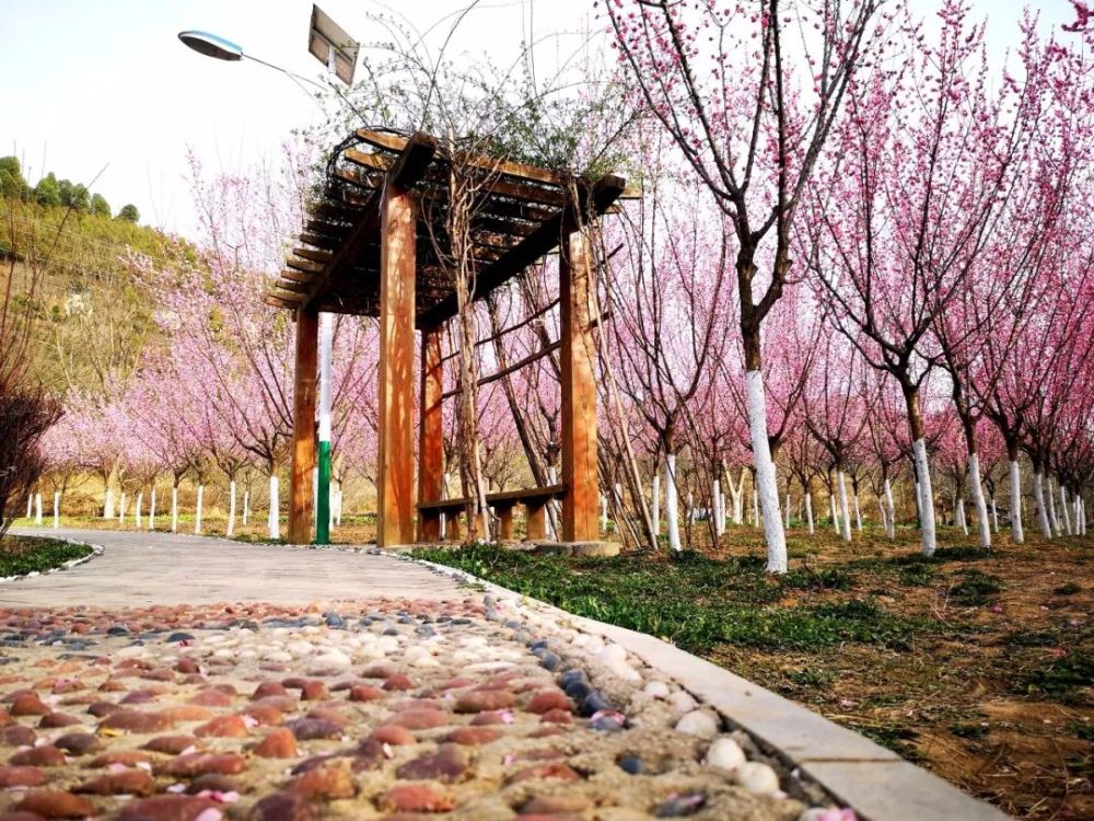 两当梅园春已至花已开