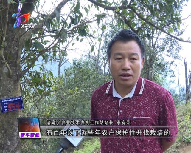 者竜乡农业技术农机工作站站长 李有荣:现在全乡的分布大约有百年以下