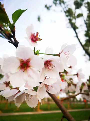 方兴湖公园樱花盛开啦~    樱花烂漫 入目即惊艳   以樱花的名义