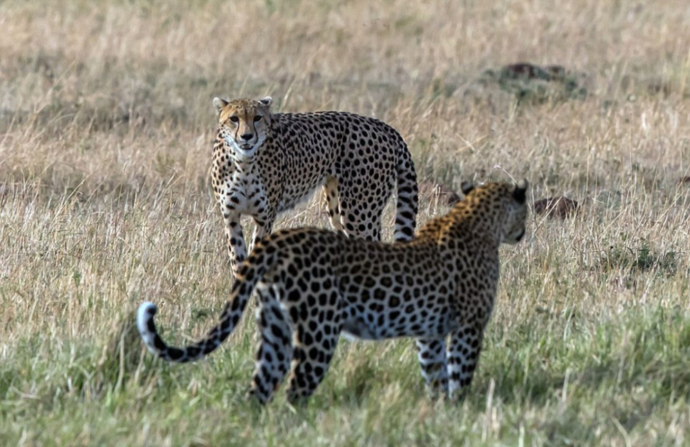 猎豹遇上花豹掉头就跑,速度优势还没发挥出来,就被扑倒在地